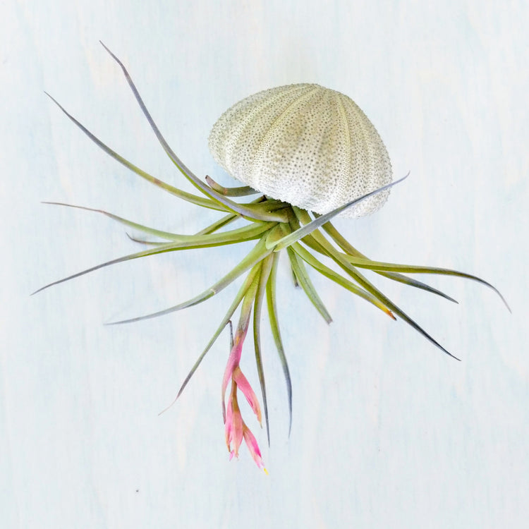 Air Plant Jellyfish (Sea Urchin Shell) - Plant Collective