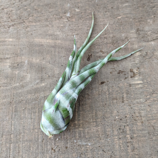 Striped Tillandsia Medusa (White) - Plant Collective