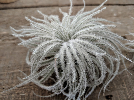 Tillandsia Tectorum (Ultra Rare) - Plant Collective
