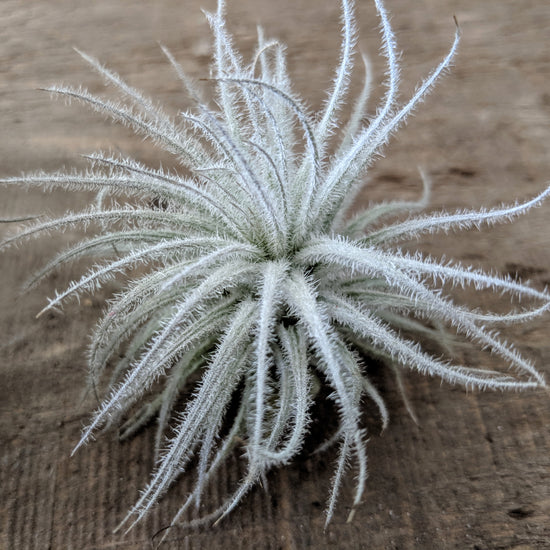 Tillandsia Tectorum (Ultra Rare) - Plant Collective
