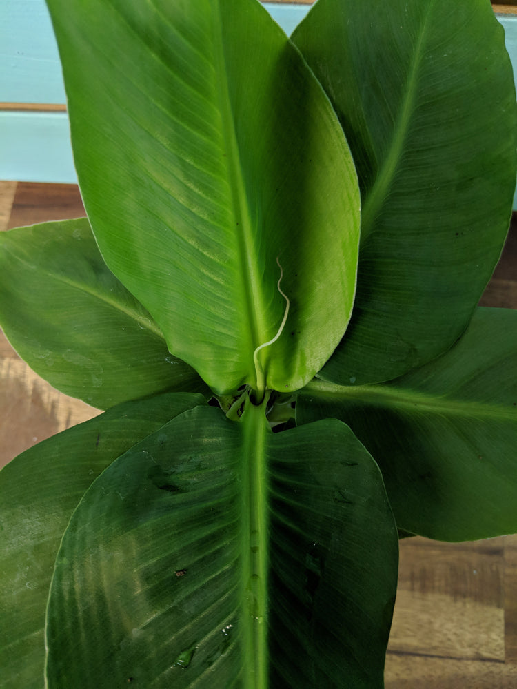 Banana Plant - Plant Collective