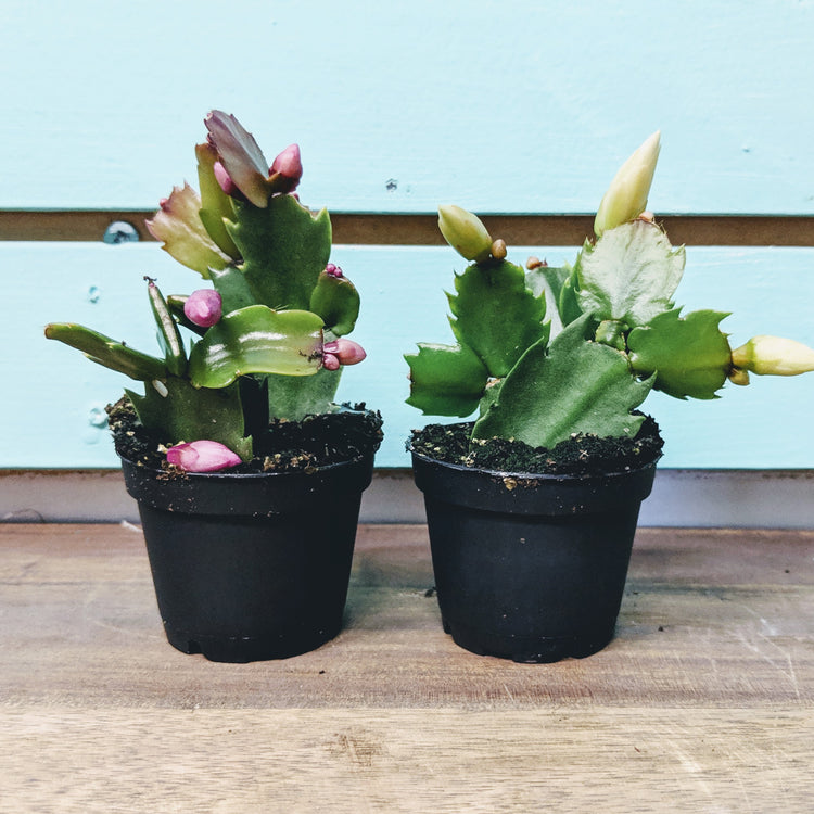 Holiday (Christmas) Cactus - Plant Collective