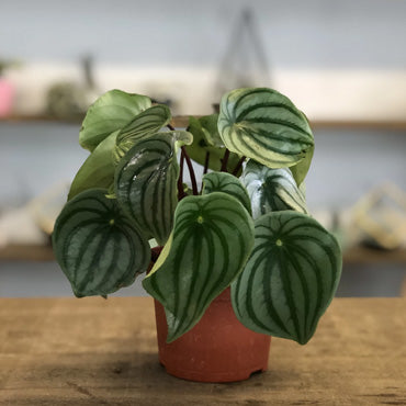 Watermelon Peperomia - By Plant Collective | Indoor House Plants, Succulents, Air Plants & Terrariums - Toronto Canada