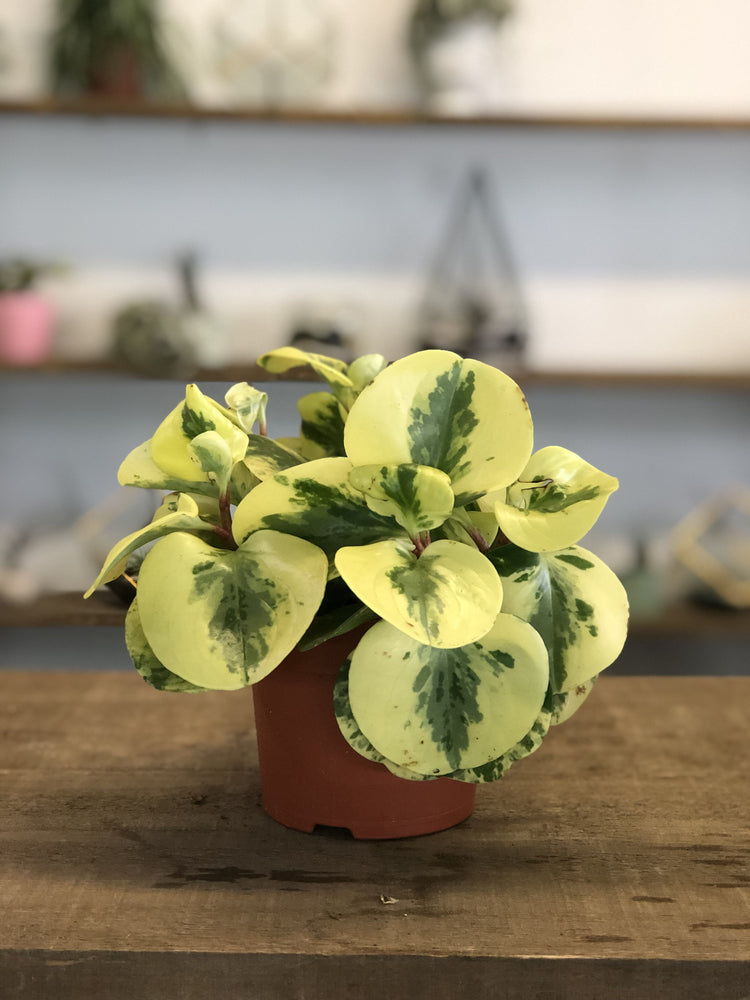 Assorted Peperomia - Plant Collective
