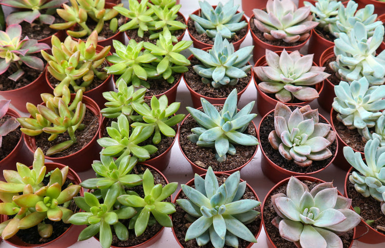 Wholesale Succulents Tray - 18 Pack - Large (3"+) - Plant Collective