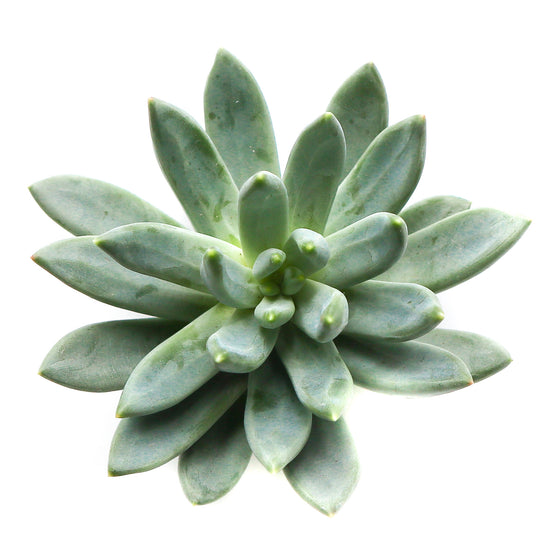 'Little Jewel' (Pachyveria Glauca) - Plant Collective