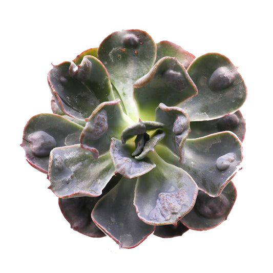 Echeveria Raindrops - Plant Collective