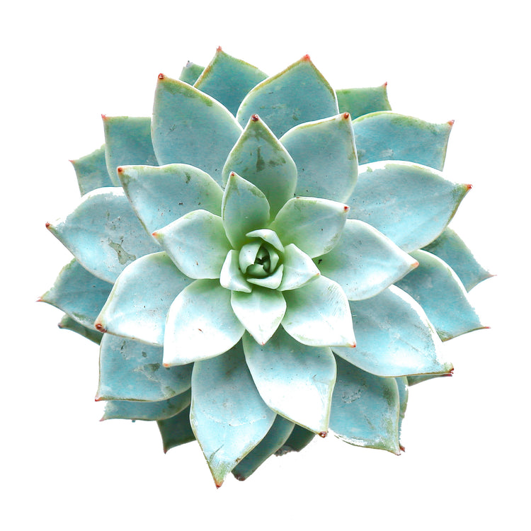 Echeveria Morning Beauty - Plant Collective