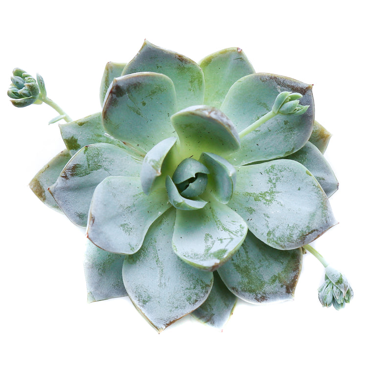 Echeveria Laui - Plant Collective