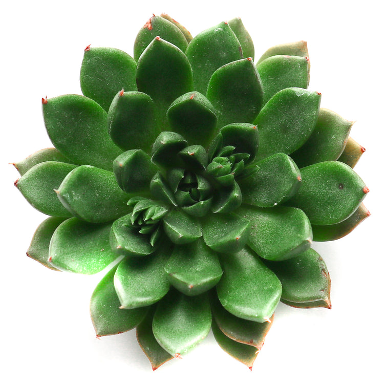 Echeveria Emerald Ripple - Plant Collective