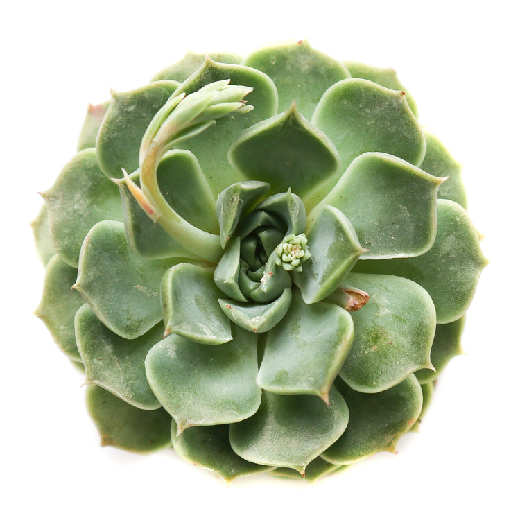 Echeveria Lime n' Chili - Plant Collective