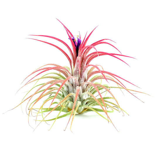 Blooming Ionantha - Plant Collective