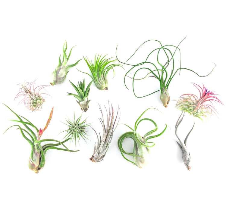 Air Plant Party Pack (Large) - Plant Collective