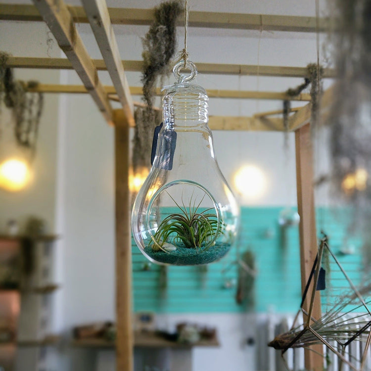 light bulb air plant terrarium DIY Air Plant Terrarium Kit
