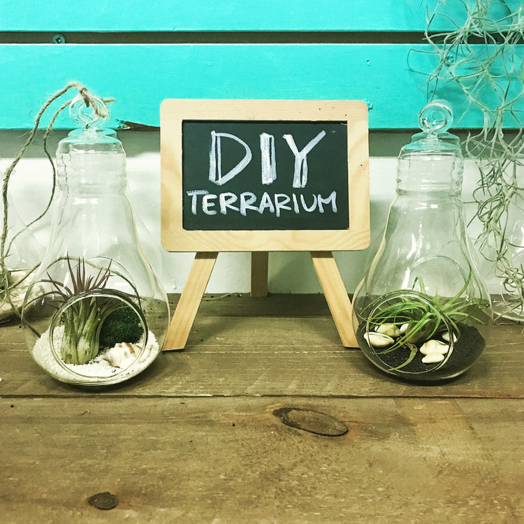 DIY Air Plant Terrarium Kit - Lightbulb - Plant Collective