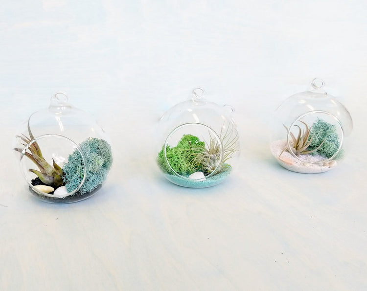 DIY Air Plant Terrarium Kit - Hanging Globe - Plant Collective