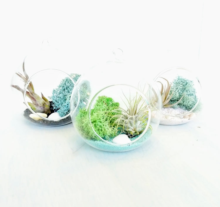 DIY Air Plant Terrarium Kit - Hanging Globe - Plant Collective