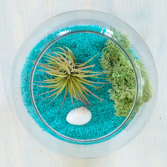 DIY Airplant Terrarium Kit - Fishbowl - Plant Collective