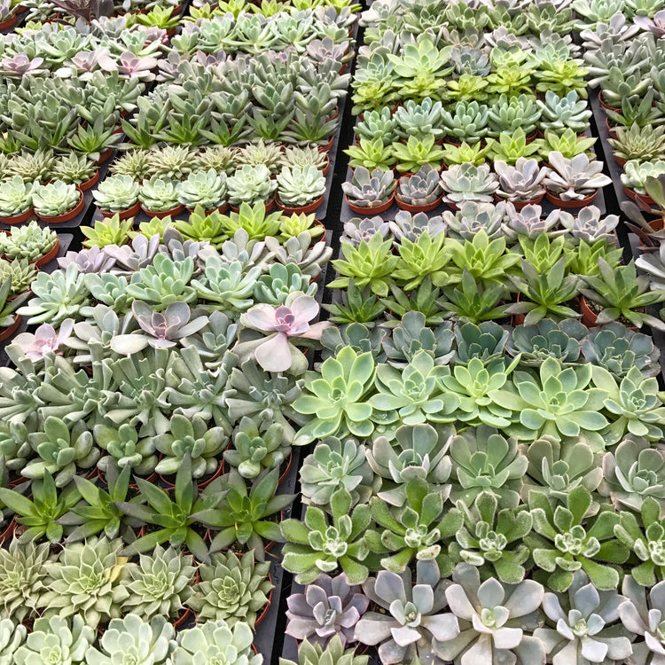 Wholesale Succulent Favors Small (2.5") - Plant Collective