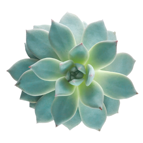 Echeveria Blue Bird