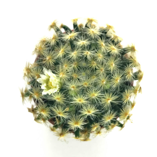 Feather Cactus (mammillaria plumosa) - Plant Collective