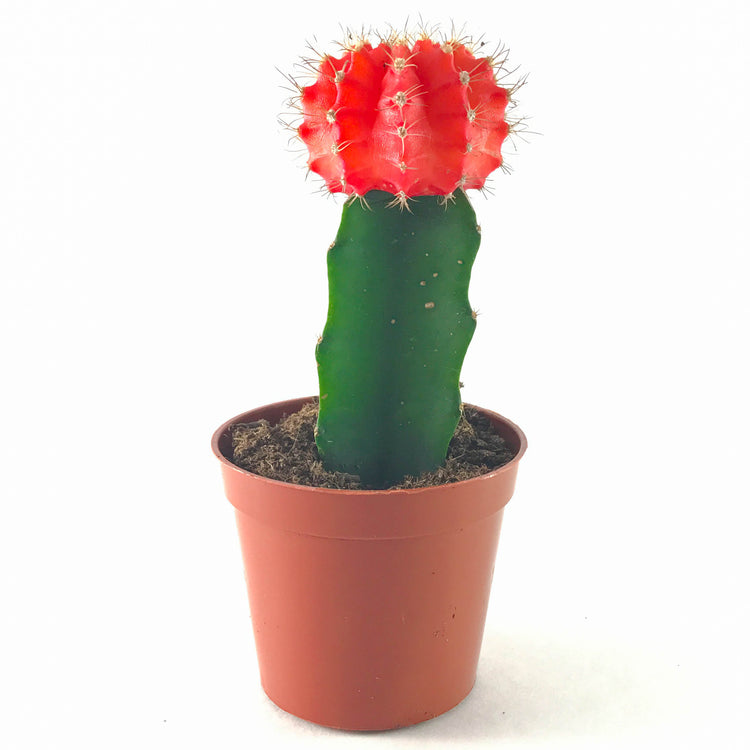 Moon Cactus - Plant Collective