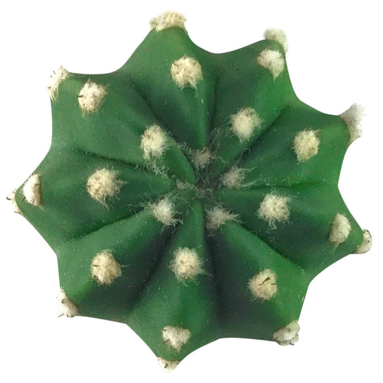 Domino Cactus - Plant Collective