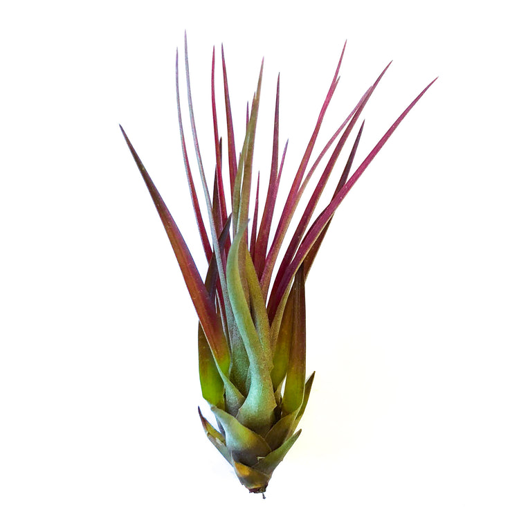 Tillandsia Melanocrater - Plant Collective