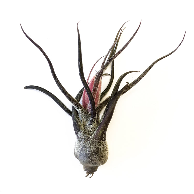 Tillandsia Pruinosa - Plant Collective