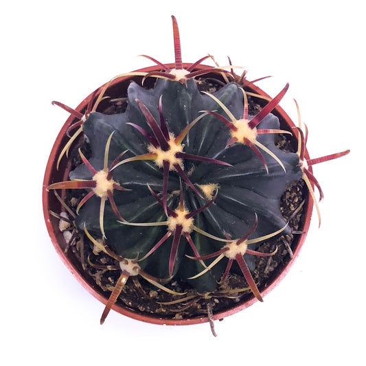 Ferocactus 'Devil's Tongue' - Plant Collective