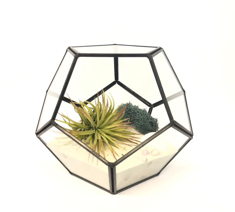 DIY Succulent Terrarium Kit - Hira - By Plant Collective | Indoor House Plants, Succulents, Air Plants & Terrariums - Toronto Canada