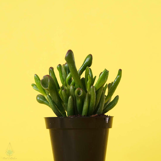 jade plant with tubular leaves Gollum Jade