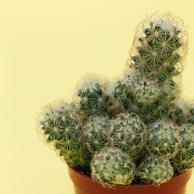 Gold Lace Cactus