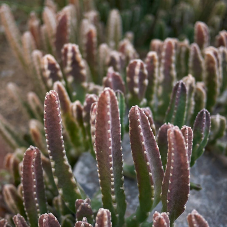 Stapelia Leendertziae