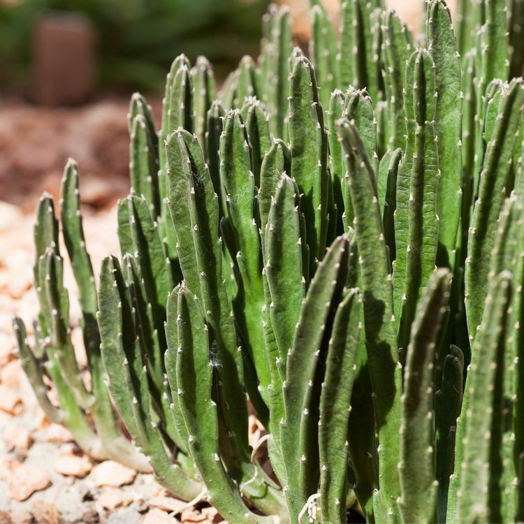 Stapelia Leendertziae