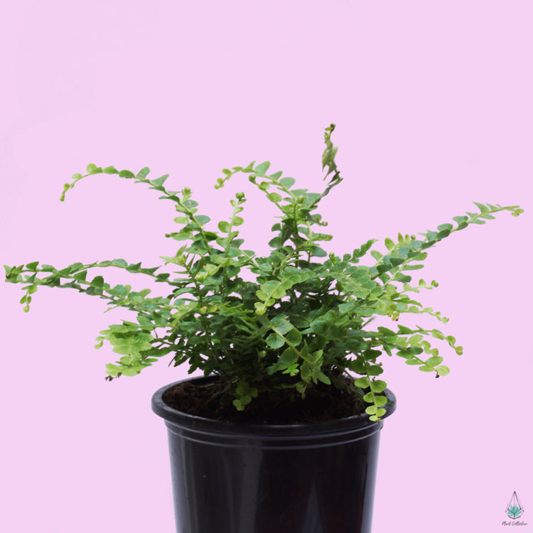 Lemon Button Fern