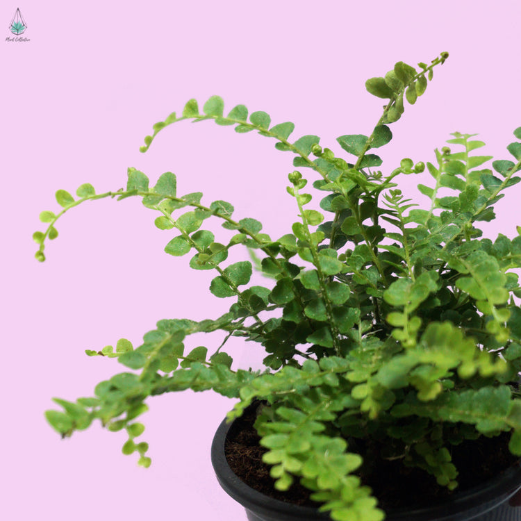 Lemon Button Fern