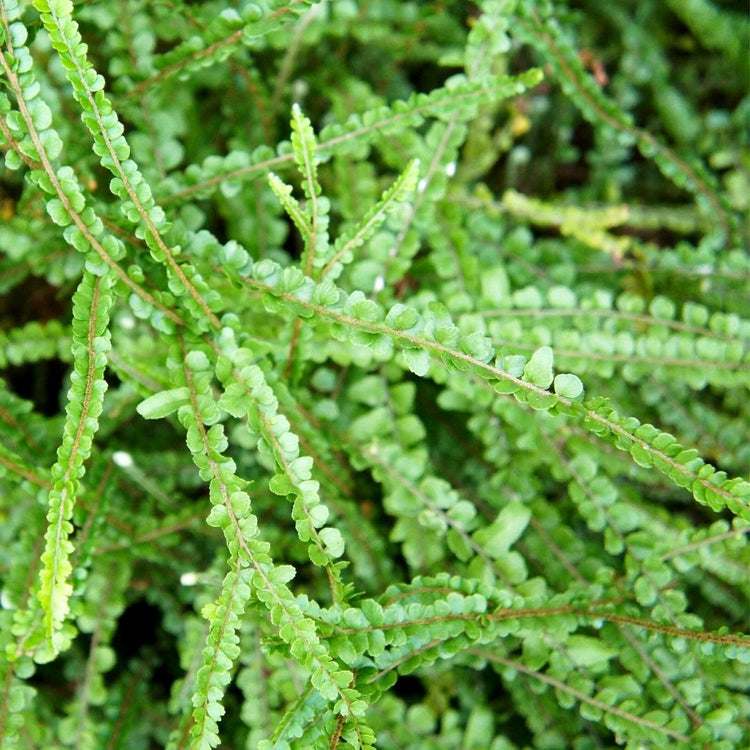 Lemon Button Fern