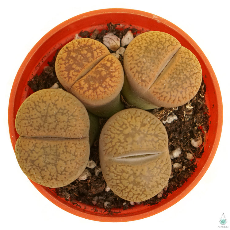 Living Rocks (Lithops)