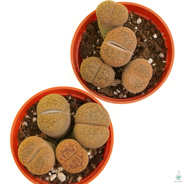 Living Rocks (Lithops)