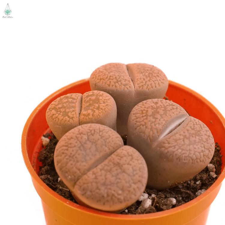 Living Rocks (Lithops)