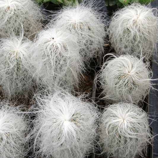 Espostoa 'Peruvian Old Hag' Cactus