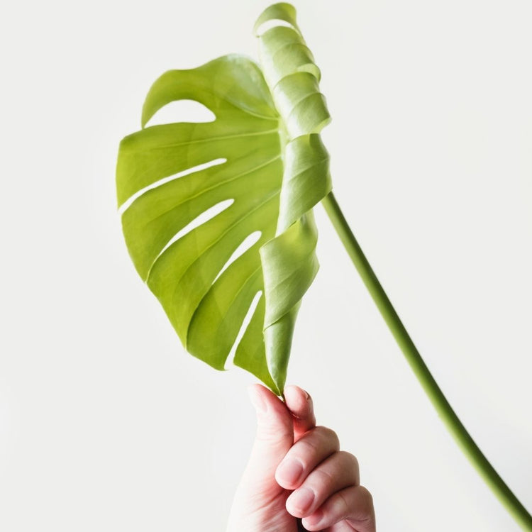 Monstera Deliciosa (Cuttings)