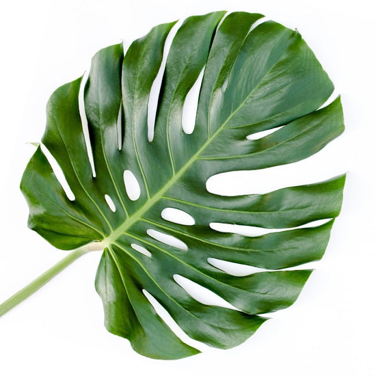 monstera deliciosa clipping Monstera Deliciosa (Cuttings)