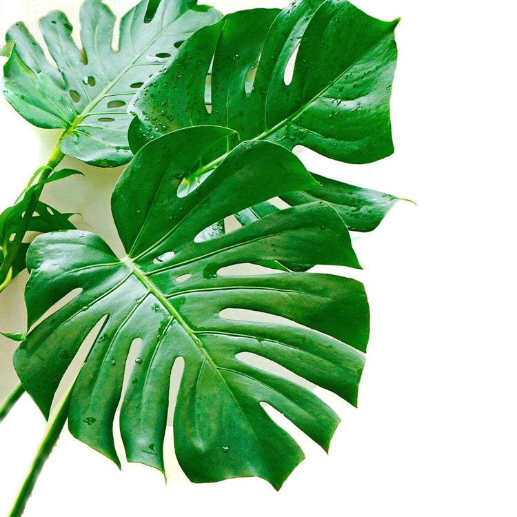 Monstera Deliciosa (Cuttings)