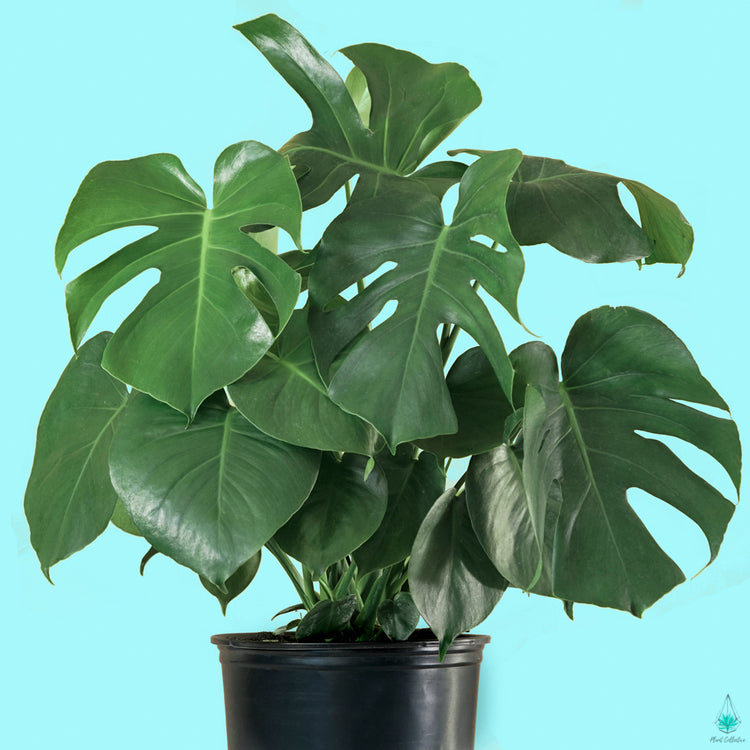 Monstera Deliciosa (Swiss Cheese Plant) - Plant Collective