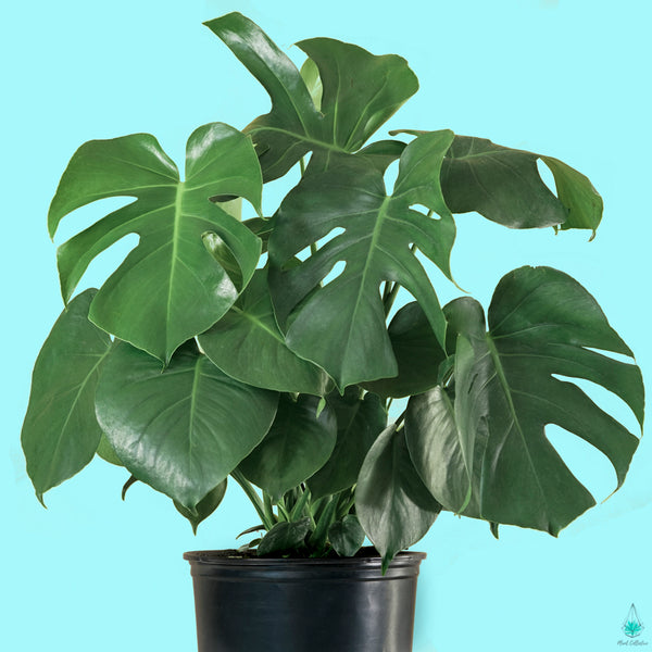grande monstera deliciosa Monstera Deliciosa (Swiss Cheese Plant)
