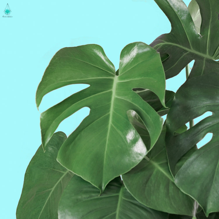 Monstera Deliciosa (Swiss Cheese Plant) - Plant Collective