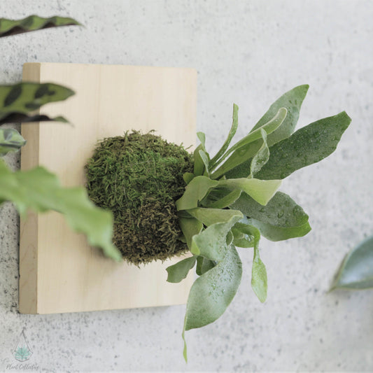 Mounted Staghorn Fern DIY Kit - By Plant Collective | Indoor House Plants, Succulents, Air Plants & Terrariums - Toronto Canada