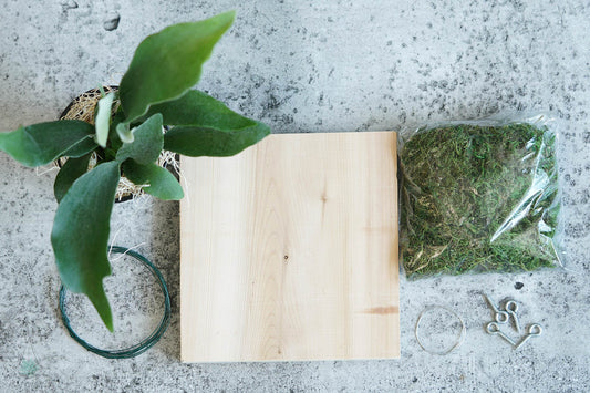 Mounted Staghorn Fern DIY Kit - By Plant Collective | Indoor House Plants, Succulents, Air Plants & Terrariums - Toronto Canada